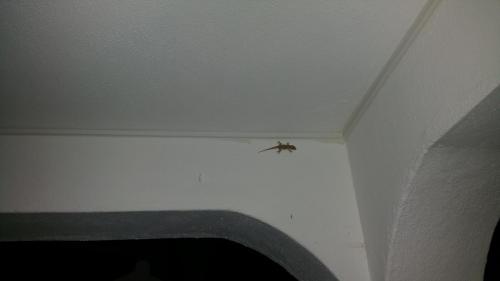 Gecko besucht uns jeden Abend